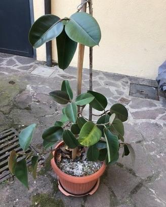 Pianta di Ficus