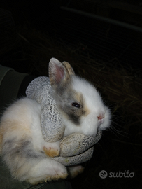 Coniglietti testa di leone