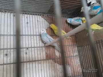 Cocoriti