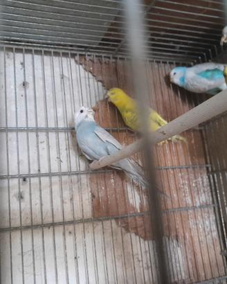 Cocoriti