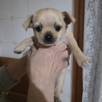 Vendita cane Chihuahua 2 mesi
