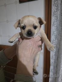 Vendita cane Chihuahua 2 mesi