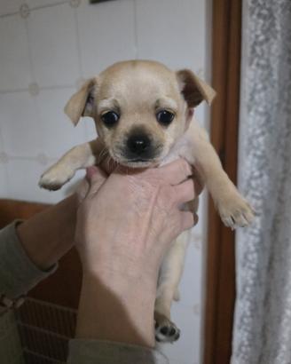 Vendita cane Chihuahua 2 mesi
