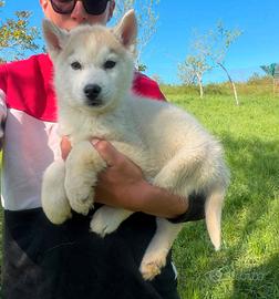Siberian Husky selezionati con pedigree