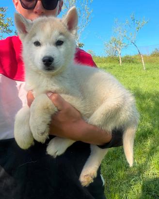Siberian Husky selezionati con pedigree
