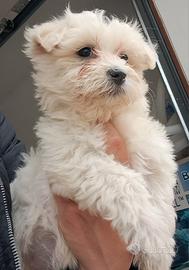 Cuccioli di maltese