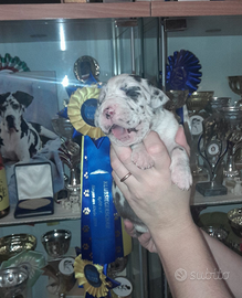 Cuccioli di Alano Nero ed Arlecchino