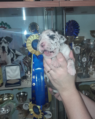 Cuccioli di Alano Nero ed Arlecchino