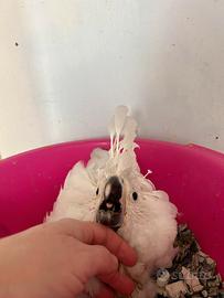 Cacatua ed altri pappagalli
