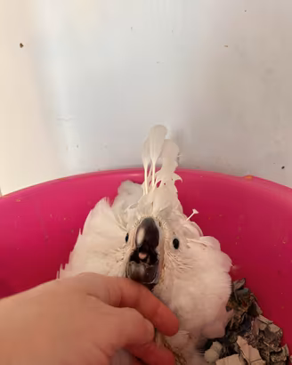 Cacatua ed altri pappagalli
