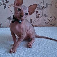 Cuccioli di sphynx trasporto in tutta italia