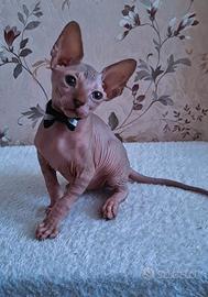 Cuccioli di sphynx trasporto in tutta italia