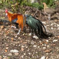 Galletto Phoenix collo oro