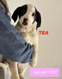 3 Cuccioli in adozione