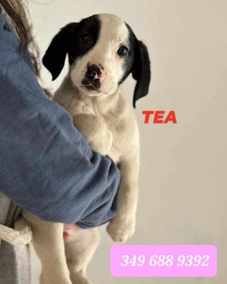 3 Cuccioli in adozione