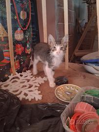 Apollo gattino 2 mesi