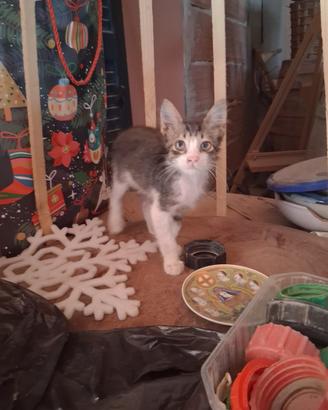 Apollo gattino 2 mesi