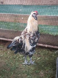 Gallo olive egger