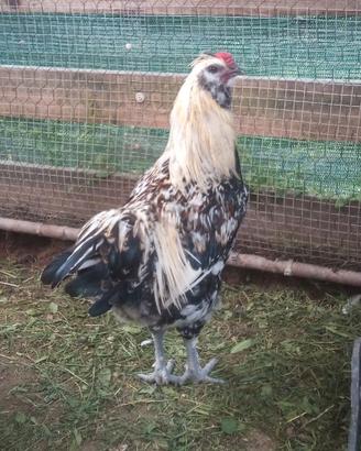 Gallo olive egger