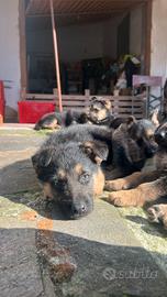 Venduta cuccioli pastore tedesco