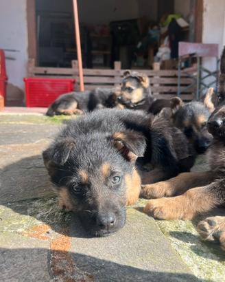 Vendita cuccioli pastore tedesco