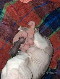 Sono nati cuccioli Sphynx