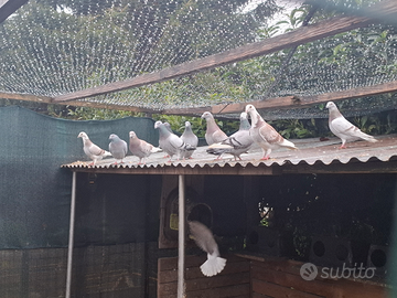 Piccioni viaggiatori