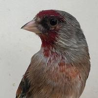 Ibridi MASCHI di Cardellino