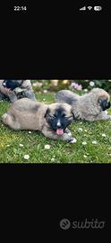 Cuccioli maremmano x caucaso