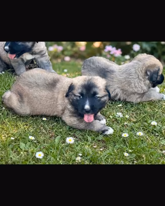 Cuccioli maremmano x caucaso