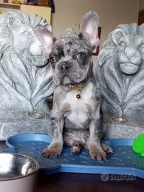 Bulldog