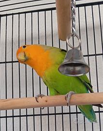 Pappagallino inseparabile con gabbia