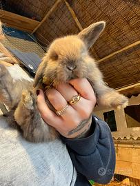 Ariete nano nocciola