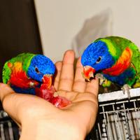 Coppia di lori ( maschio + femmina )