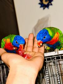Coppia di lori ( maschio + femmina )
