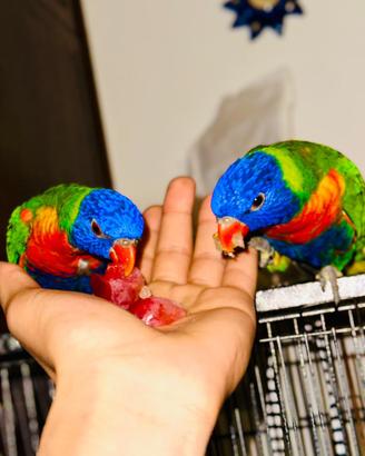 Coppia di lori ( maschio + femmina )