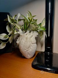 Vaso Cuore Anatomico