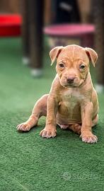 Dolcissimi cuccioli di Pitbull ukc con Pedigree