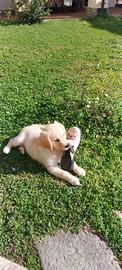 Cucciolo di golden retriver
