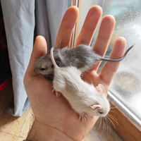 Piccoli degu del Cile