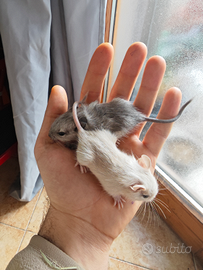 Piccoli degu del Cile
