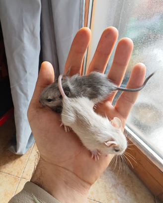 Piccoli degu del Cile