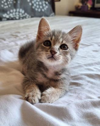Ultimo gattino