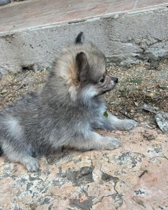 Spitz piccolo cuccioli