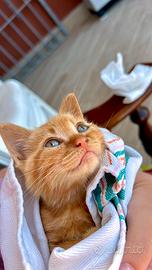 Gattin