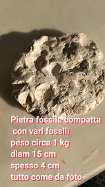 fossile vari fossili in pietra compatta 