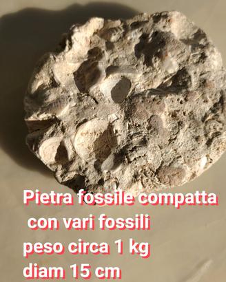 fossile vari fossili in pietra compatta 