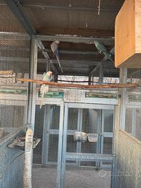 Parrocchetti dal collare