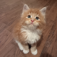 Cuccioli Maine Coon