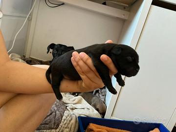 Cuccioli cane da caccia